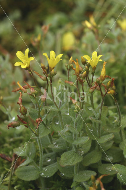 Moerashertshooi (Hypericum elodes)