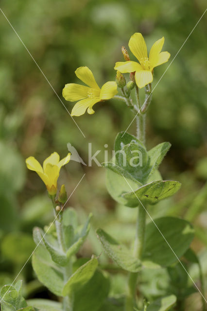 Marsh St John’s wort (Hypericum elodes)