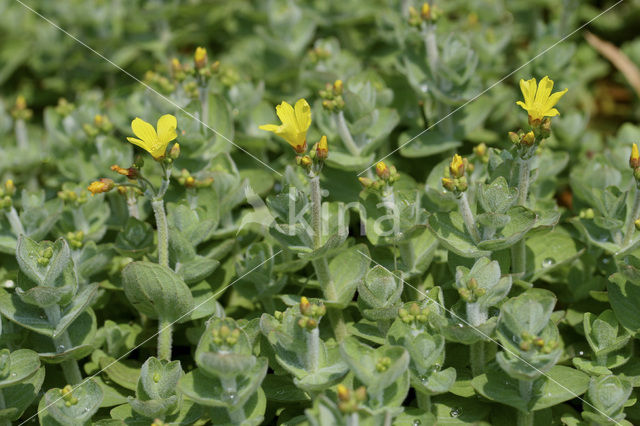 Moerashertshooi (Hypericum elodes)