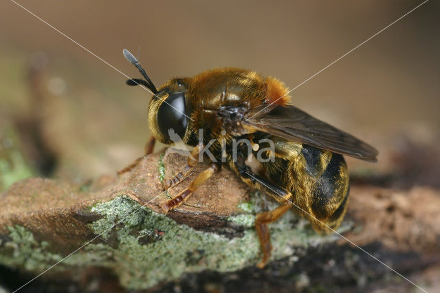 Moerasknikspriet (Microdon mutabilis)