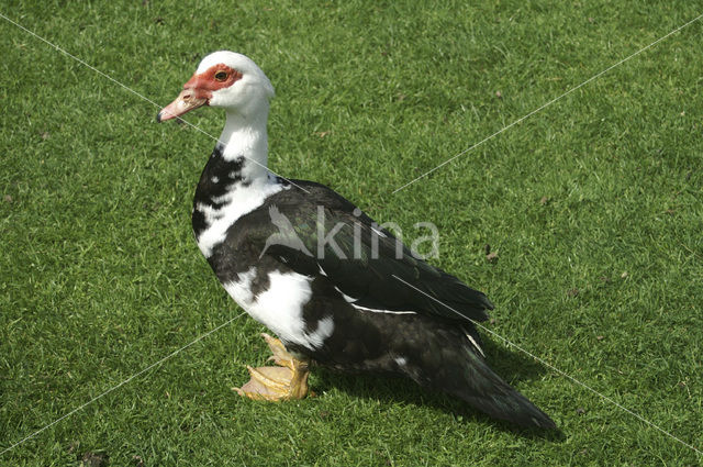 Muskuseend (Cairina moschata)