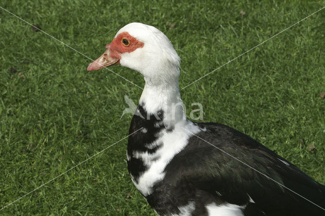 Muskuseend (Cairina moschata)