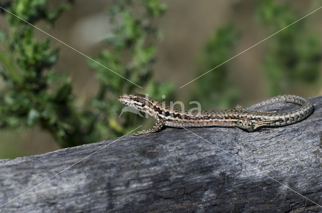 Muurhagedis (Podarcis muralis)