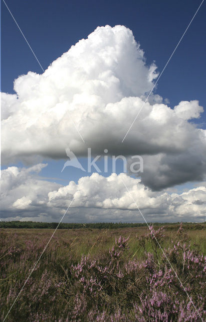 Nationaal Park Dwingelderveld