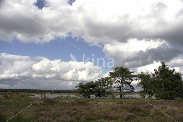 Nationaal Park Dwingelderveld