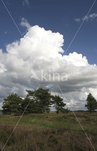 Nationaal Park Dwingelderveld