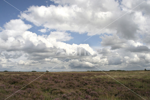 Nationaal Park Dwingelderveld