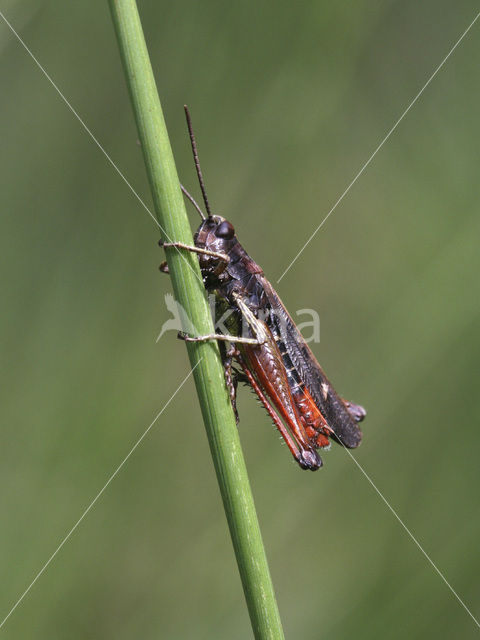 Negertje (Omocestus rufipes)