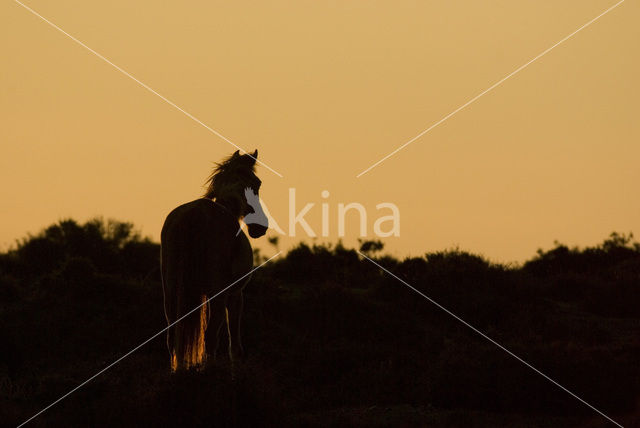 New Forest pony (Equus spp.)