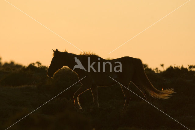 New Forest pony (Equus spp.)