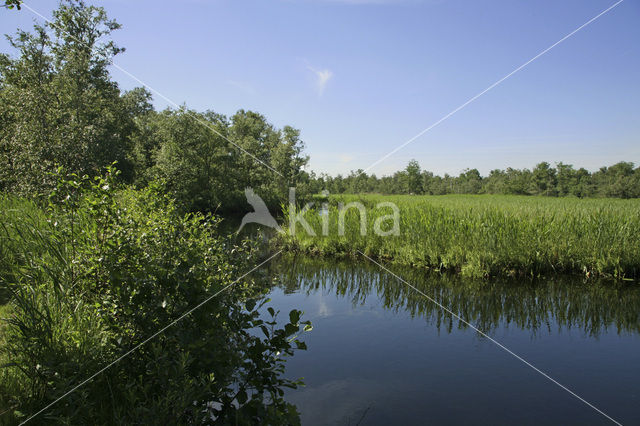 Nieuwkoopse Plassen