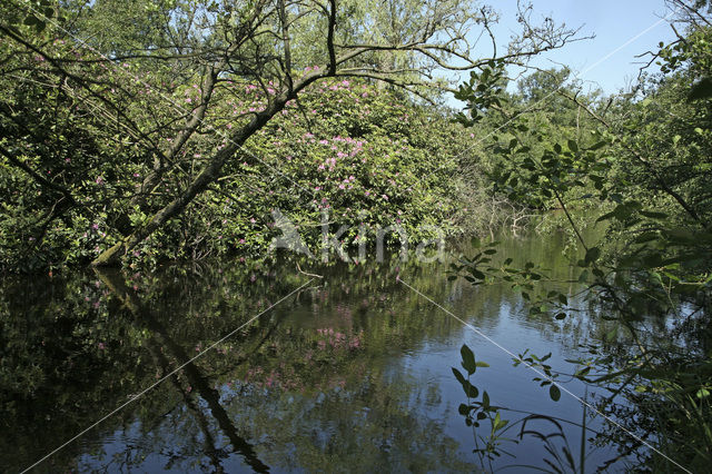 Nieuwkoopse Plassen