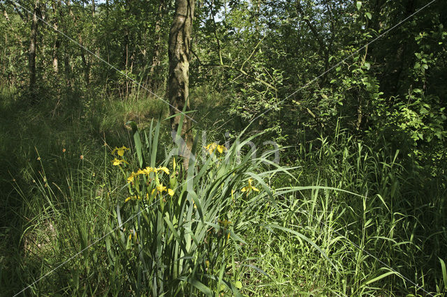 Nieuwkoopse Plassen