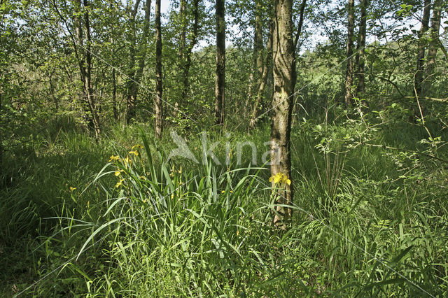 Nieuwkoopse Plassen