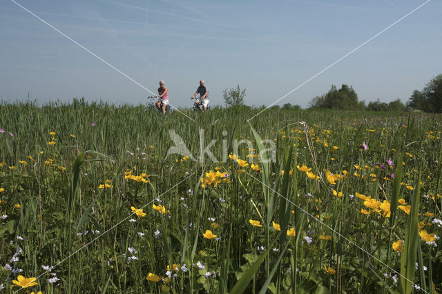 Nieuwkoopse Plassen