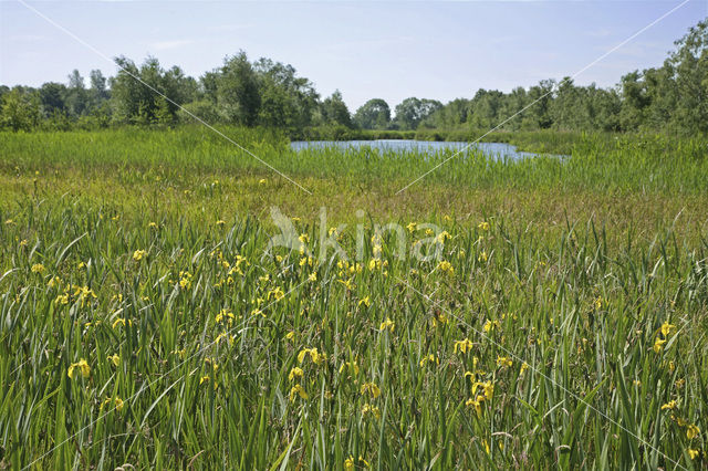 Nieuwkoopse Plassen