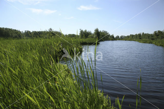 Nieuwkoopse Plassen