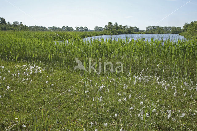 Nieuwkoopse Plassen