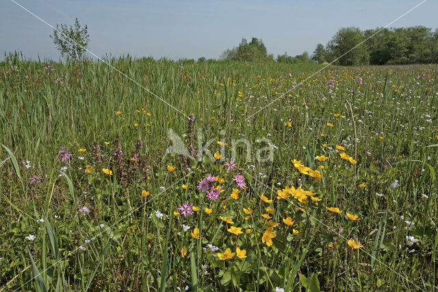 Nieuwkoopse Plassen