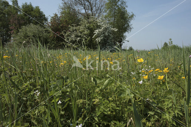 Nieuwkoopse Plassen