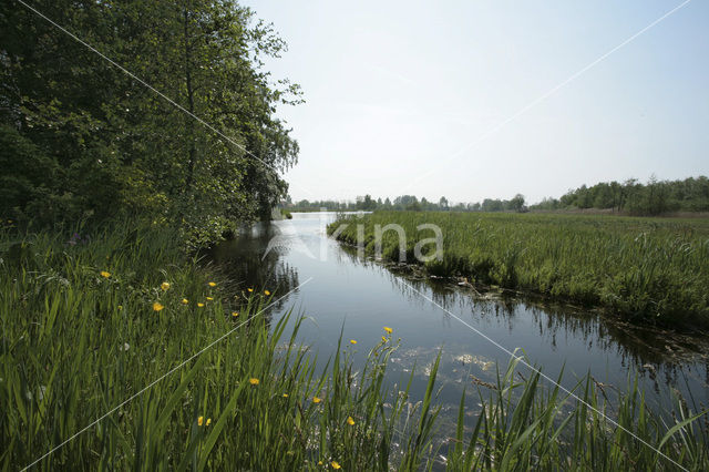 Nieuwkoopse Plassen