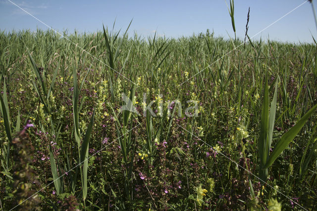 Nieuwkoopse Plassen