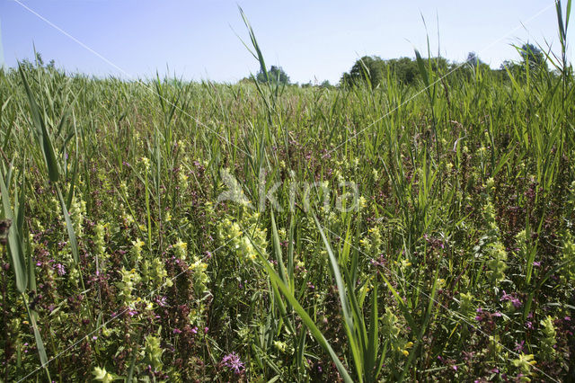 Nieuwkoopse Plassen