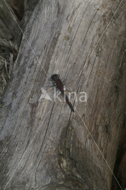 Noordse witsnuitlibel (Leucorrhinia rubicunda)