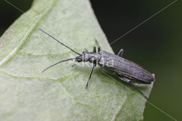 Oedemera virescens