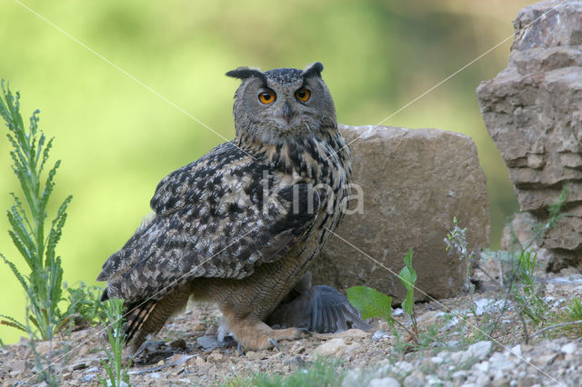 Oehoe (Bubo bubo)