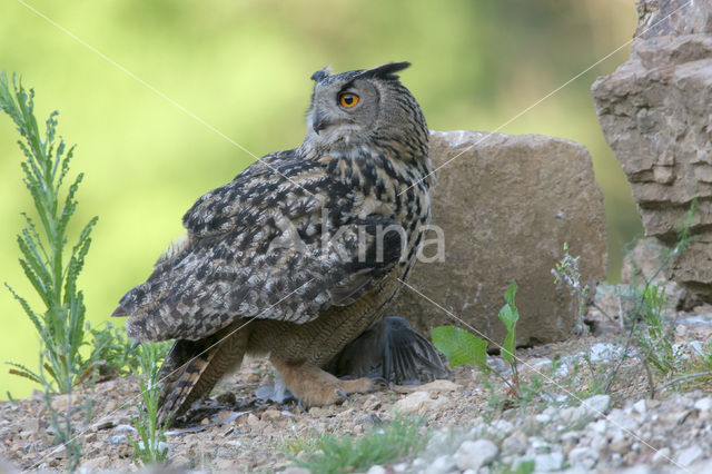 Oehoe (Bubo bubo)