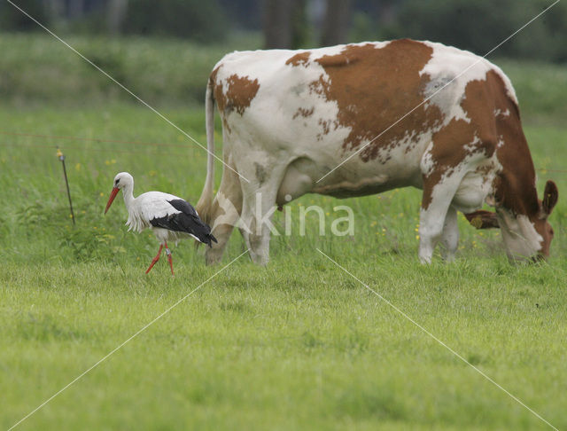 Ooievaar (Ciconia ciconia)