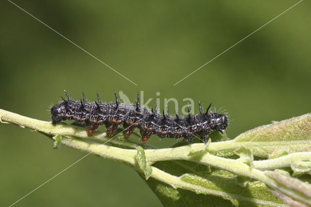 Oostelijke vos (Nymphalis xanthomelas)