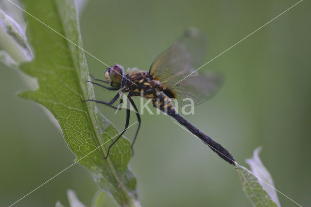 Oostelijke witsnuitlibel (Leucorrhinia albifrons)