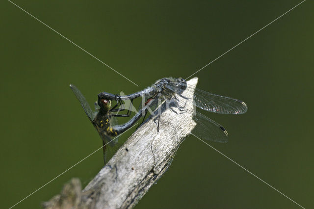 Oostelijke witsnuitlibel (Leucorrhinia albifrons)