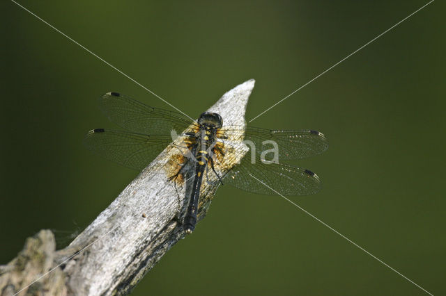 Oostelijke witsnuitlibel (Leucorrhinia albifrons)