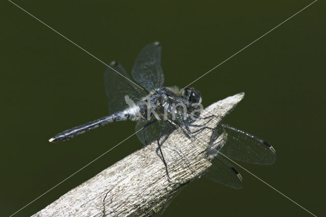 Oostelijke witsnuitlibel (Leucorrhinia albifrons)