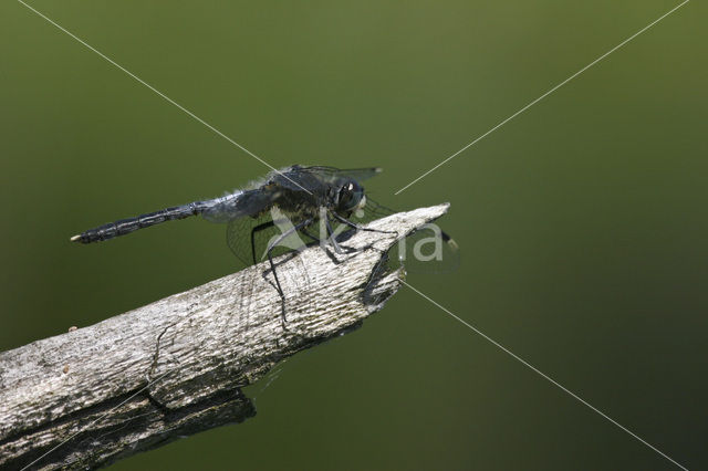 Oostelijke witsnuitlibel (Leucorrhinia albifrons)