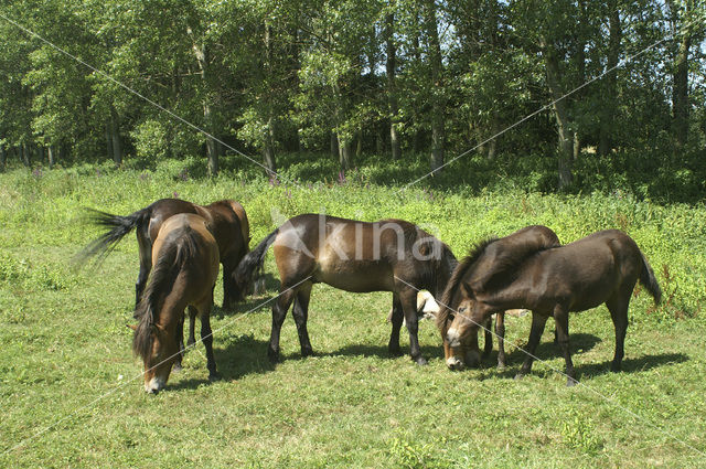 Paard (Equus spp)