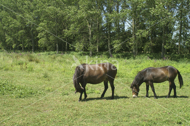 Paard (Equus spp)