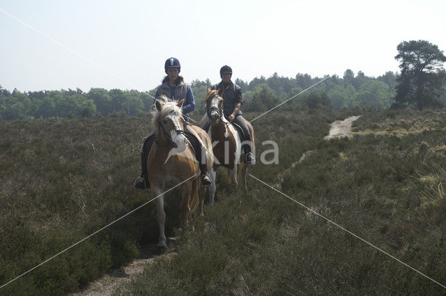 Paard (Equus spp)