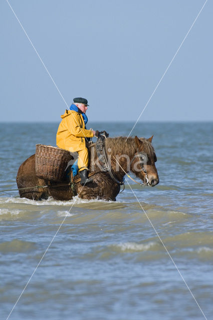 Paard (Equus spp)