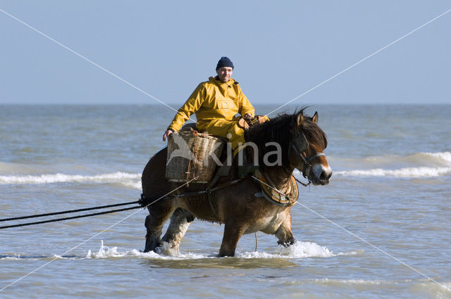 Paard (Equus spp)