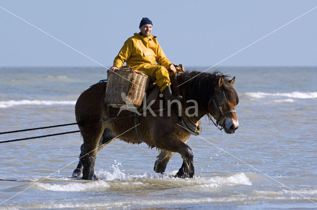 Paard (Equus spp)