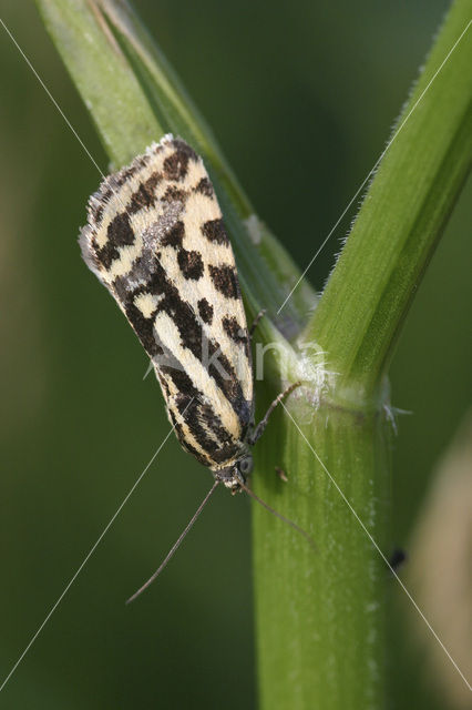 Panteruiltje (Emmelia trabealis)