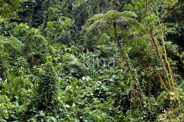 Parque Nacional Tapanti