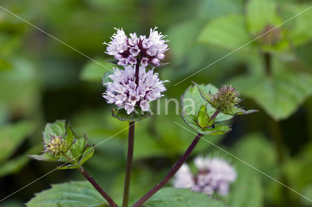 Pepermunt (Mentha x piperita)