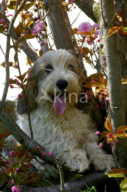 Petit Basset Griffon Vendéen (Canis domesticus)