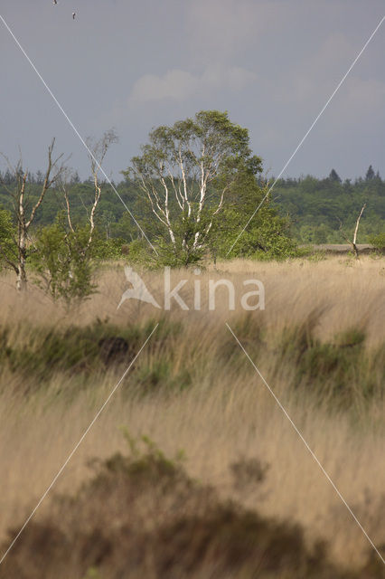 Pijpestrootje (Molinia caerulea)