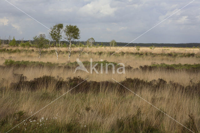 Pijpestrootje (Molinia caerulea)